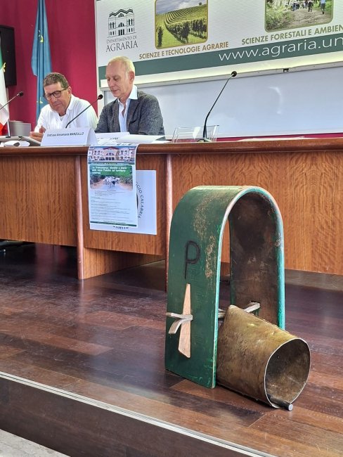 transumanza e la mucca Podolica