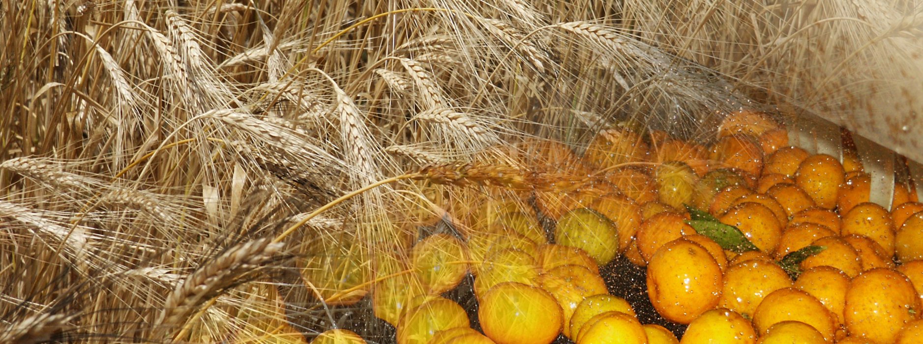 Scienze e Tecnologie Agrarie