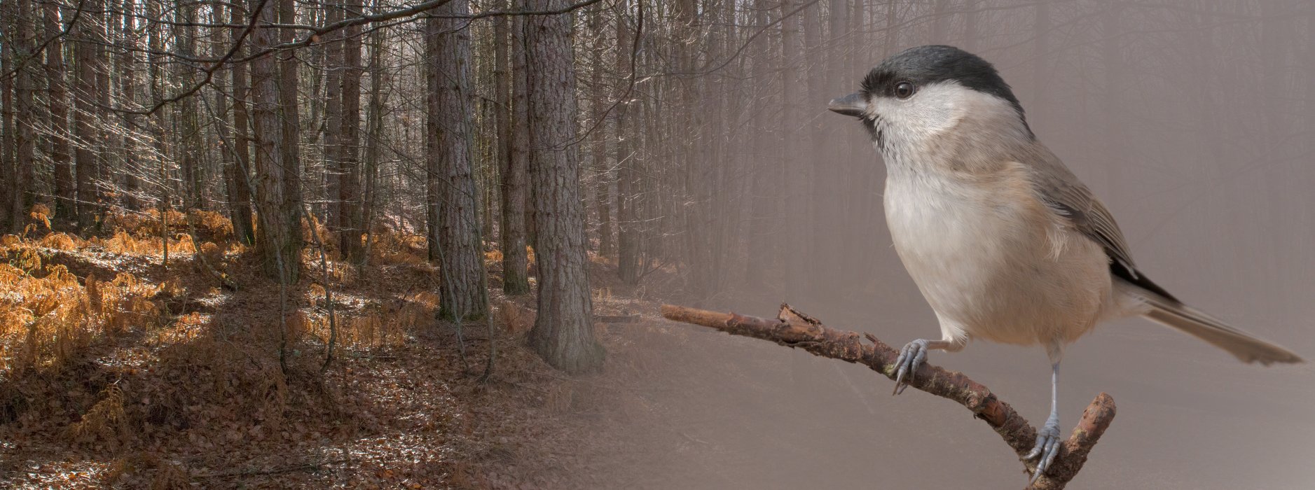 Scienze Forestali e Ambientali