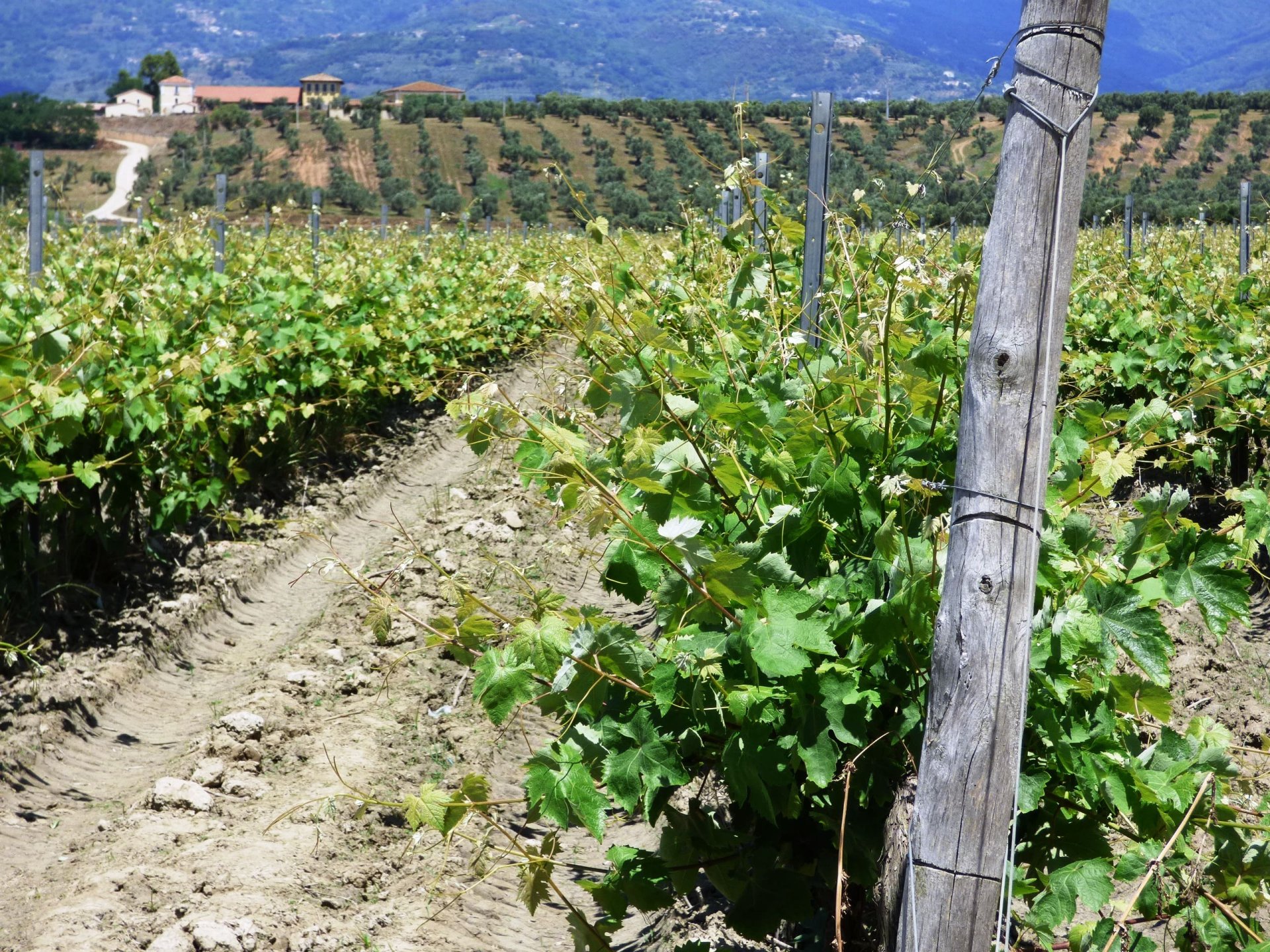agraria vigna